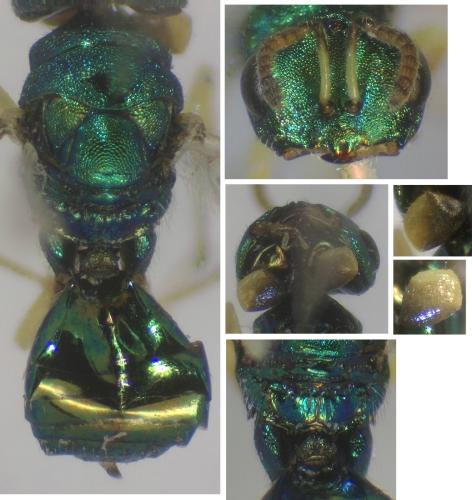 Halticoptera sp.